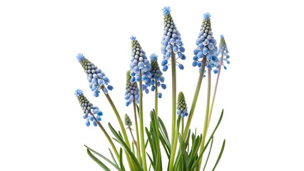 Fresh blooming blue muscari grape hyacinth flowers bush isolated on transparent background cut out © Ivan