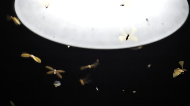 Large groups of alates are buzzing around light bulbs at night, a termite ecosystem.	
