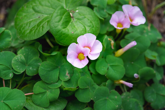 Beautiful pink oxalis flowers blooming in a lush green garden
