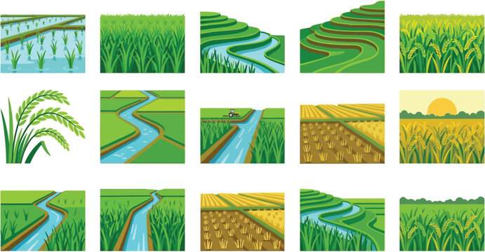 Collection of various rice field illustrations, depicting agricultural landscapes and growth stages on a transparent background.