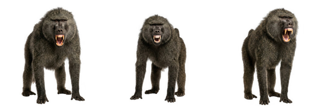 Three baboons with open mouths isolated on transparent background
