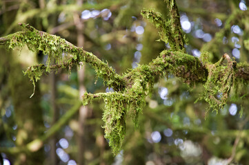 Laurisilva Forest © ksch966