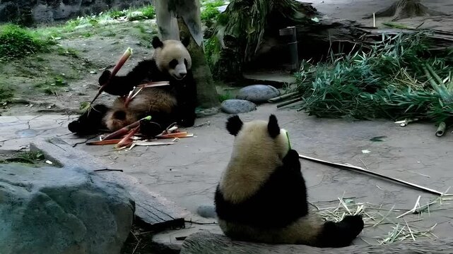 CHENGDU, SICHUAN/CHINA - May 26 2026: Two giant pandas sitting on the ground and enjoying fresh bamboo shoots inside their enclosure at the panda breeding base