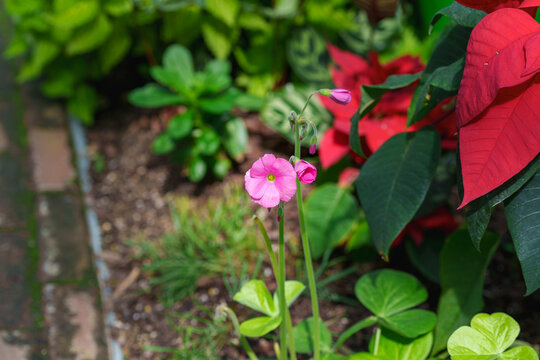 Beautiful pink oxalis flowers and buds blooming in a garden
