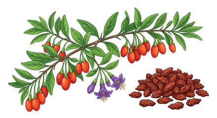 Goji berry branch with leaves and dried berries vector illustration © SHANTI