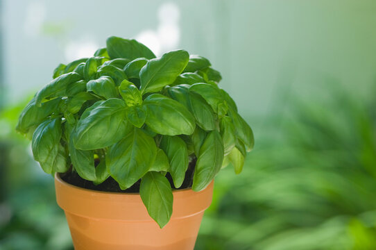 Basil in plantpot, close up