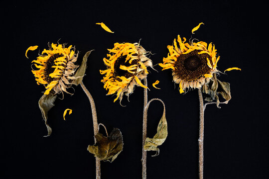 Three withered sunflowers in front of black background