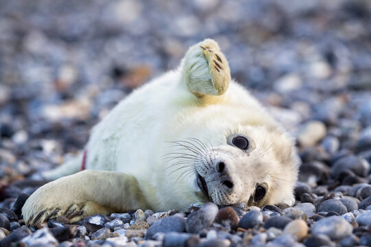 Germany, Helgoland, Duene Island, Grey seal pup (Halichoerus grypus) lying at shingle beach