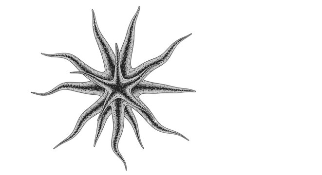 Detailed black and white scientific drawing of a multi-armed starfish showing its unique radial symmetry and texture.