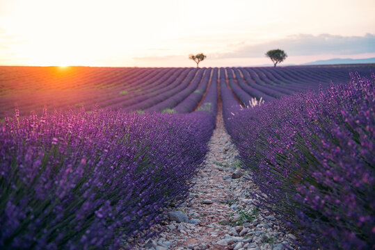 France, Alpes-de-Haute-Provence, Valensole, lavender field at sunset
