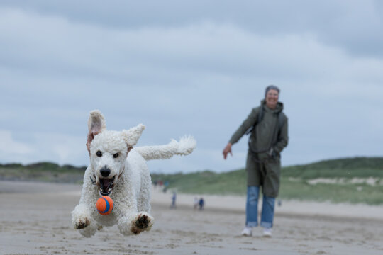 Poodle chasing a ball on the beach with owner in the background