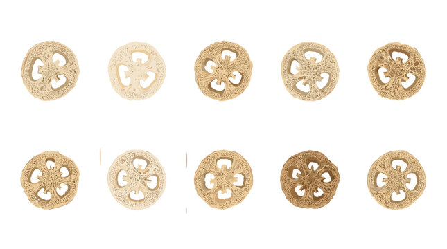 Collection of ten different types of round cookies with various toppings