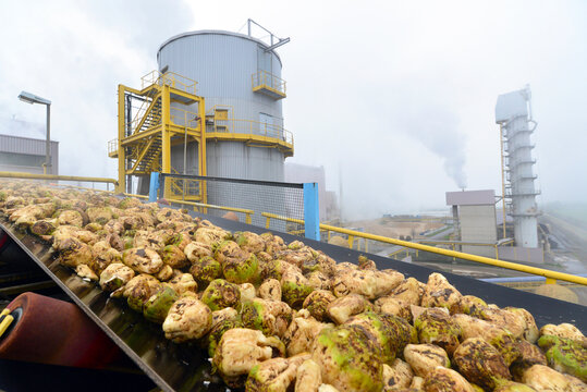 Conveyor belt with sugar beets at a sugar mill