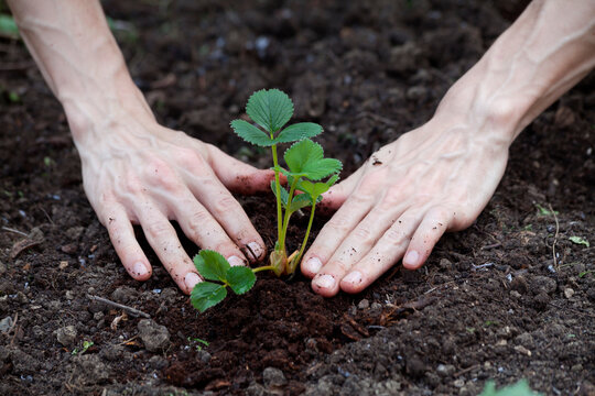 Hand planting strawberry plant in garden soil