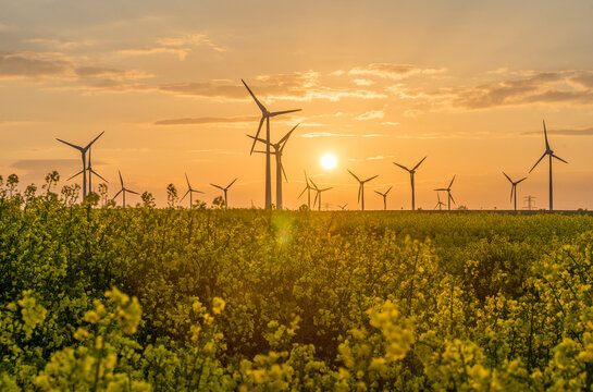 Wind farm and rape field at sunset