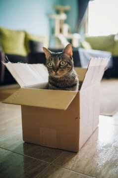 Tabby cat inside cardboard box
