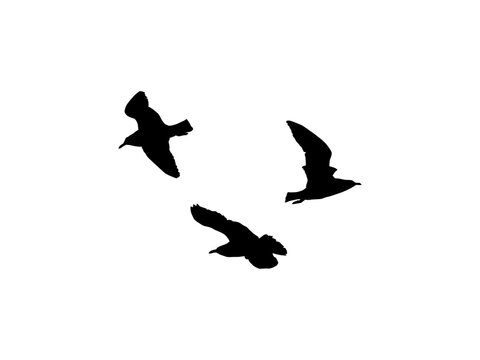 blackbird