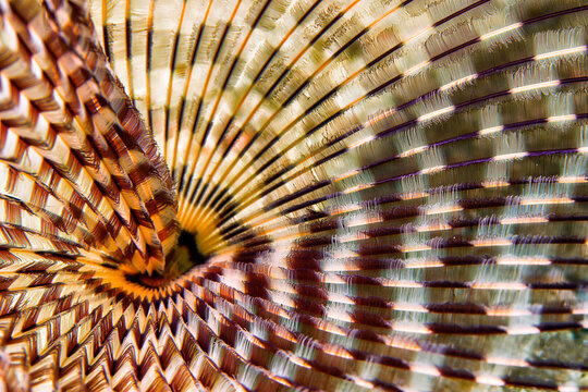 Egypt, Red Sea, Hurghada, Indian tubeworm