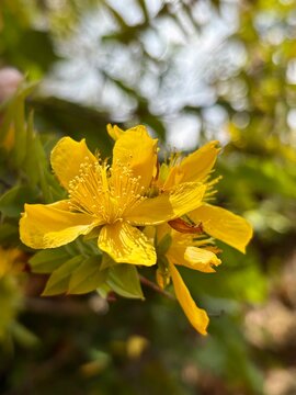 Beautiful St Johns Wort Flower Close Up with Vibrant Yellow Petals and Stamens, Hypericum Perforatum Medicinal Herbal Plant Blooming in Nature