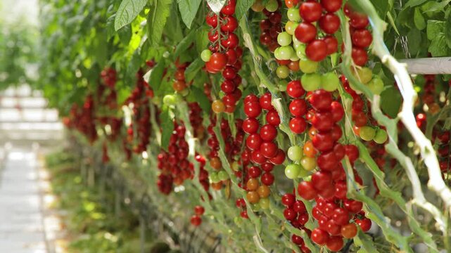 Rows of cherry tomato plants in a greenhouse
