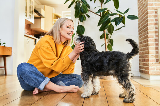 Woman sitting on floor petting miniature schnauzer at home