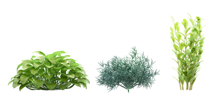 Isolated garden plants collection on transparent background, 3D illustration