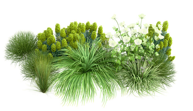 Ornamental grass collection isolated on transparent background, 3D illustration