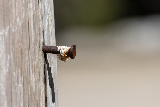 Quebec, Canada, 27 April 2026 : A rusty nail is partially hammered into a weathered wooden post with a piece of white fabric caught on it.