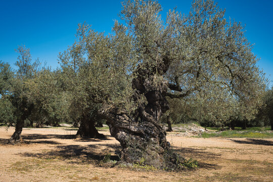 One of the famous Millenary Olive Trees&nbsp;(olivos milenarios) in the olive orchards of Canet lo Roig, province of Castellon, Spain
