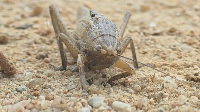 
Front view of a newly emerged short-winged katydid on the ground, macro shot.#002
땅 위에서 갓 나온 쌕쌔기의 정면 모습, 매크로 접사 촬영.#002

