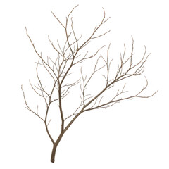 Fototapeta premium Minimalist bare tree branch with delicate twigs isolated on transparent background