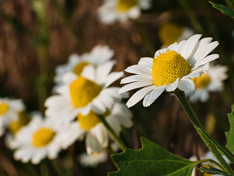 Beautiful macro view of a wild Matricaria chamomilla chamomile blossom