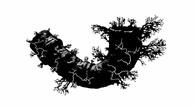 Intricate sea cucumber silhouette with branching tentacles on white background