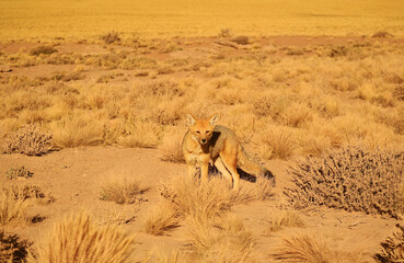 Naklejka premium A Thick Coat Zorro Culpeo or Andean Fox Found at the Chilean Altiplano, Northern Chile, South America