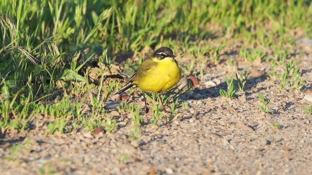 Western yellow wagtail male searching for food on the ground, Motacilla flava 
