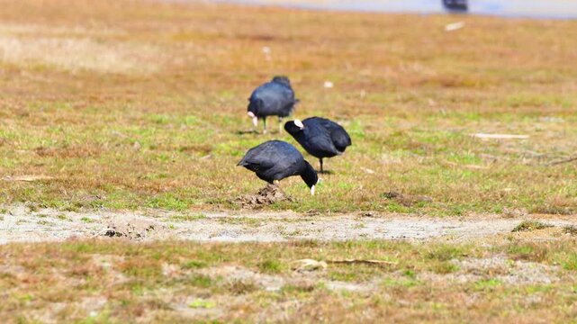 Eurasian coots feeding on grass near water in early spring
