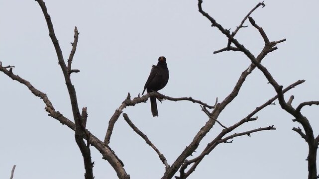 Male Common blackbird singing from a tree branch, Turdus merula