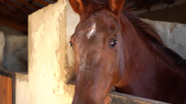 Beautiful brown horse standing inside stable with soft window light. Rustic countryside atmosphere in equestrian barn