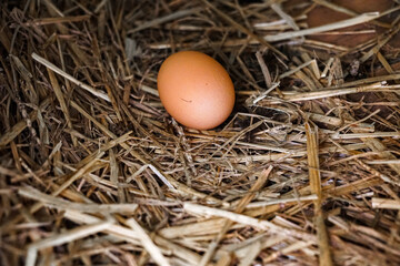 Close-up of a single fresh brown egg resting on straw in a rustic chicken coop, symbolizing organic farming, natural food production, simplicity, and sustainability. © Duro Mesiar