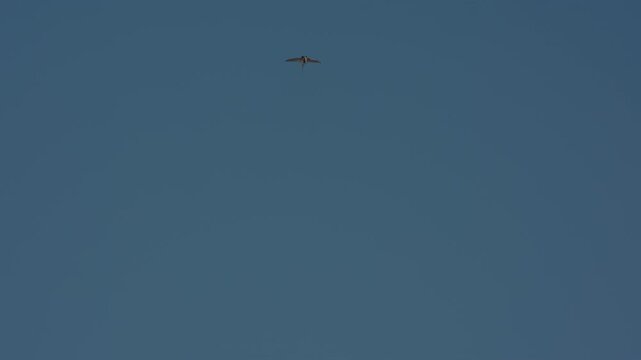 Military fighter jet at high altitude against deep blue sky, tiny silhouette showing delta wing configuration, slow motion footage
