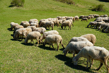 Fototapeta premium Large flock of sheep grazing on a sunny green meadow in rural countryside. Perfect for agriculture, livestock farming, sustainability, and pastoral lifestyle concepts.