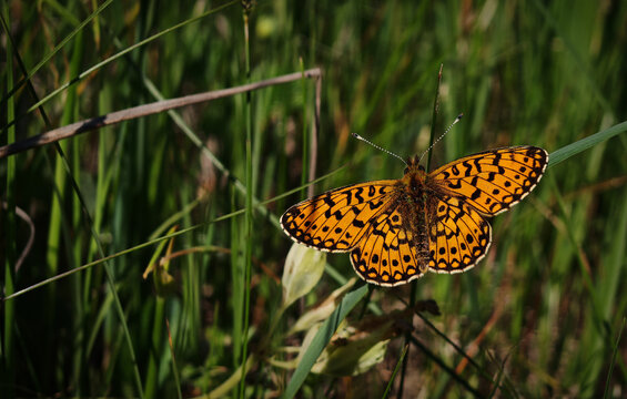 Close-up of an orange fritillary butterfly resting among green meadow grasses in the B&uuml;kk Mountains, Hungary, during sunny spring weather.