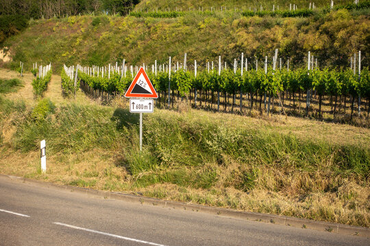 Vineyard Slope Sign by Country Road