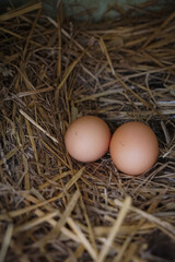 Close-up of two fresh brown eggs resting in a straw nest inside a rustic farm coop, perfect for themes of organic food, sustainable farming, and rural living. © Duro Mesiar