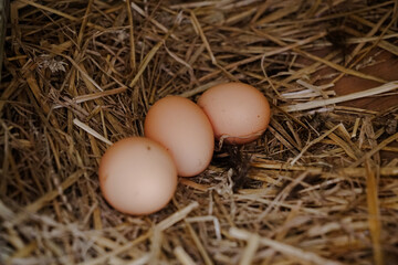 Three fresh brown eggs resting in a straw nest inside a rustic chicken coop, ideal for themes of organic farming, natural food, and sustainable agriculture. © Duro Mesiar
