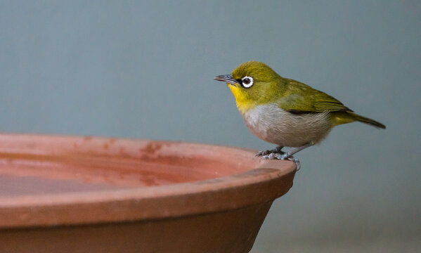 Cape white-eye (Zosterops virens) or Witogie close up on bird bath side on or profile in Cape Town, South Africa