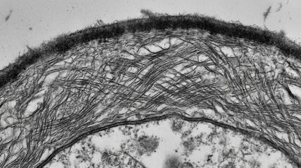 Obraz premium TEM cross section of yeast cell wall layered fiber network