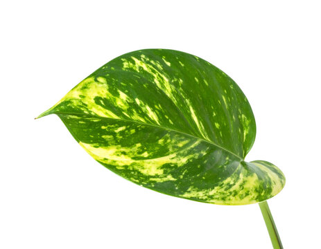 Pothos leaf exhibiting green and yellow variegation
