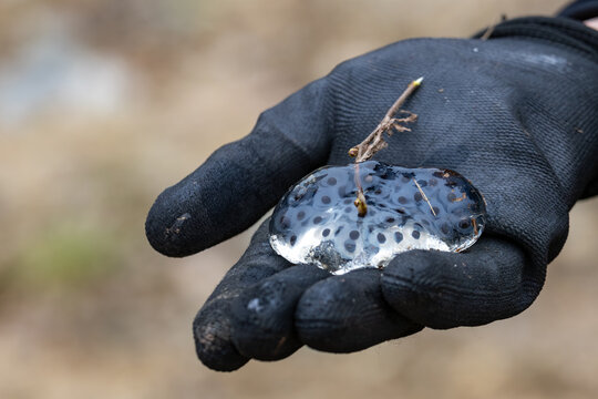 La Tuque, Quebec, 13 May 2026 : A gloved hand holds a gelatinous mass of amphibian eggs with developing embryos.