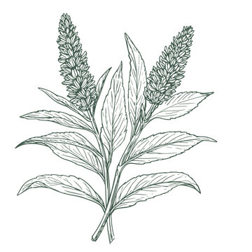 A sprig of sage, thyme or cumin, a black and white sketch. Vector illustration. A drawing of culinary and medicinal meadow herbs highlighted in the background.